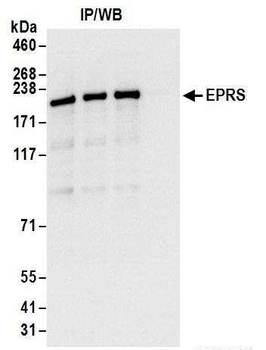 Rabbit anti-EPRS Antibody