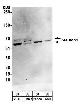 Staufen1 Antibody