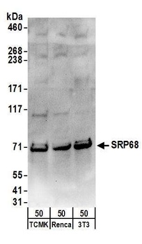 Rabbit anti-SRP68 Antibody
