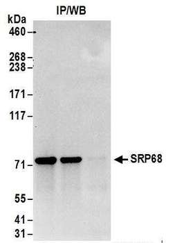 Rabbit anti-SRP68 Antibody
