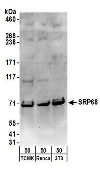 SRP68 Antibody