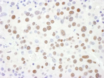 Rabbit Sm-D3 Antibody
