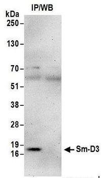 Rabbit Sm-D3 Antibody