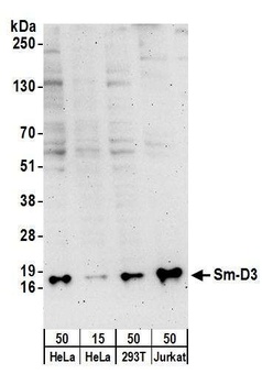 Rabbit Sm-D3 Antibody