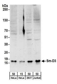 Rabbit Sm-D3 Antibody