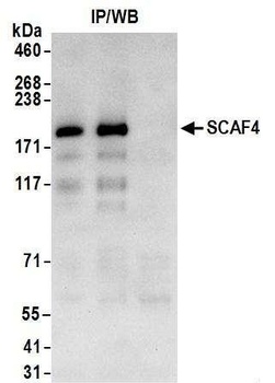 SCAF4 Antibody