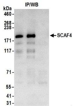 Rabbit anti-SCAF4 Antibody