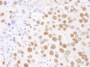 Rabbit anti-SF3B4 Antibody