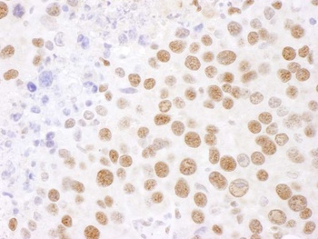 SF3B4 Antibody