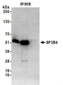 SF3B4 Antibody