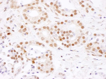Rabbit anti-SF3B4 Antibody