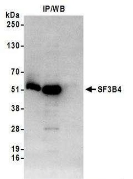 Rabbit anti-SF3B4 Antibody