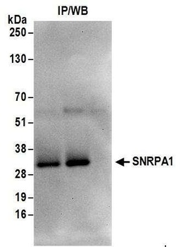 SNRPA1 Antibody