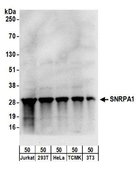 Rabbit anti-SNRPA1 Antibody