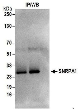 Rabbit anti-SNRPA1 Antibody