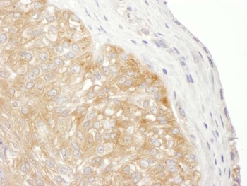 Rabbit anti-RPS9 Antibody