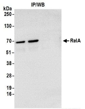 Goat RelA Antibody