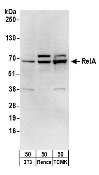 Goat RelA Antibody
