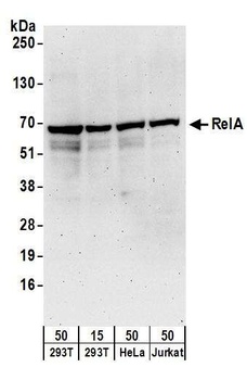 RelA Antibody