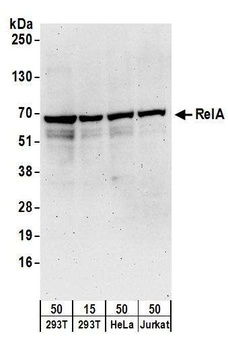 Goat RelA Antibody