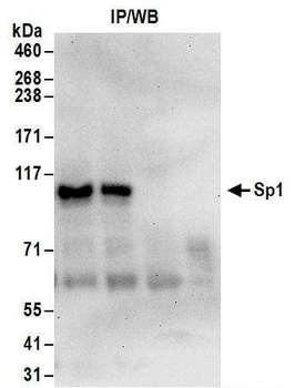 Sp1 Antibody