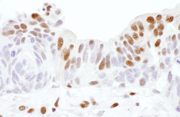 Goat anti-Sp1 Antibody