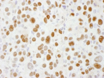 Goat anti-Sp1 Antibody