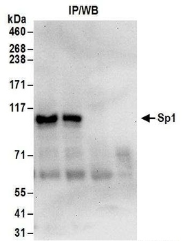 Goat anti-Sp1 Antibody