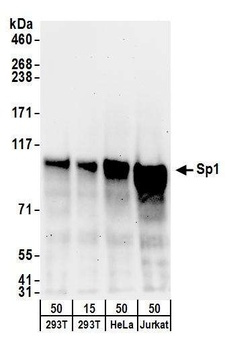 Goat anti-Sp1 Antibody