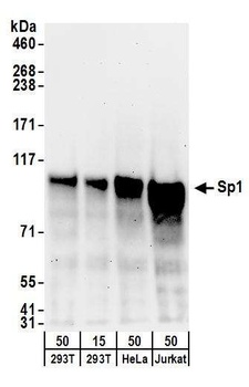 Sp1 Antibody