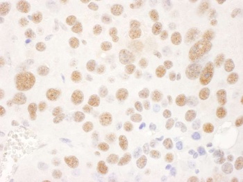 Goat anti-USP7 Antibody