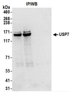 USP7 Antibody