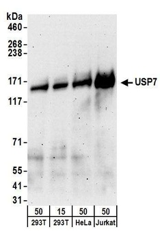 Goat anti-USP7 Antibody