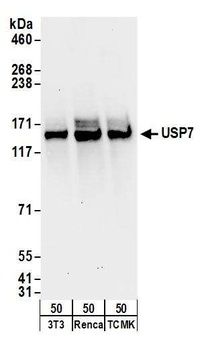 Goat anti-USP7 Antibody