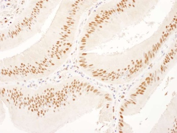 Goat anti-USP7 Antibody