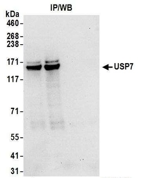 Goat anti-USP7 Antibody