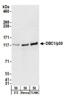 DBC1/p30 DBC Antibody