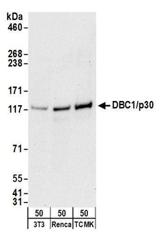 Goat anti-DBC1/p30 DBC Antibody