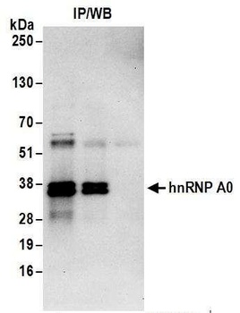 hnRNP A0 Antibody