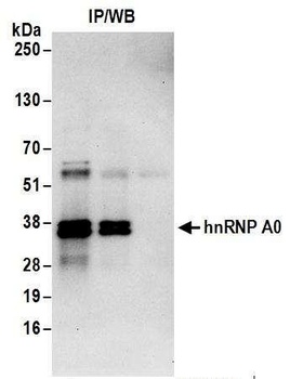 Rabbit anti-hnRNP A0 Antibody