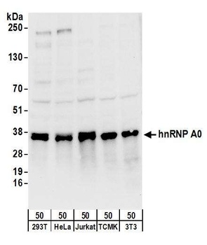 Rabbit hnRNP A0 Antibody