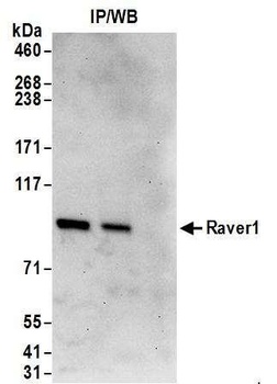 Raver1 Antibody