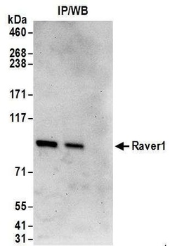 Rabbit anti-Raver1 Antibody