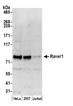 Rabbit anti-Raver1 Antibody
