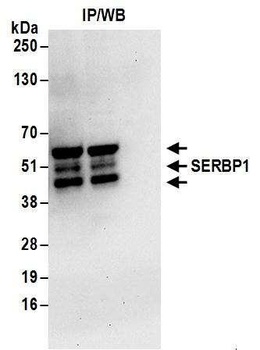 SERBP1 Antibody