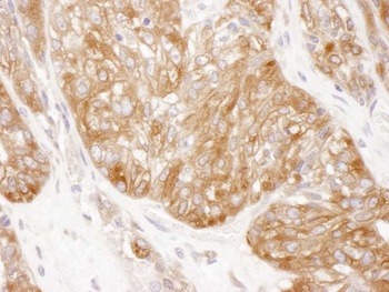 Rabbit anti-SERBP1 Antibody