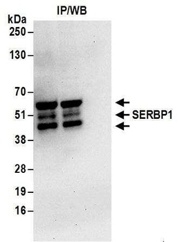 Rabbit anti-SERBP1 Antibody