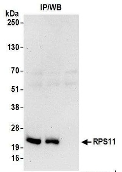 Rabbit anti-RPS11 Antibody