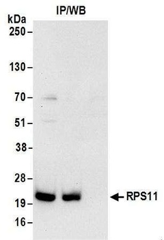 Rabbit anti-RPS11 Antibody