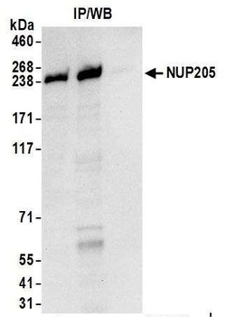 NUP205 Antibody
